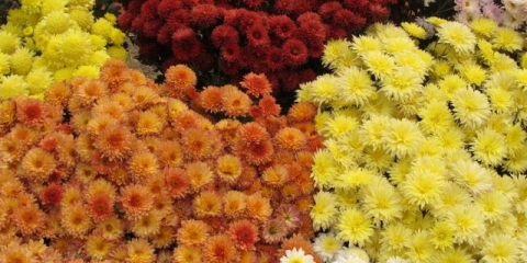 Indijska mješavina krizantema: uzgoj iz sjemena, fotografija i recenzija